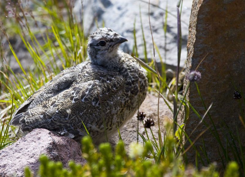 White-Tailed Ptarmigan